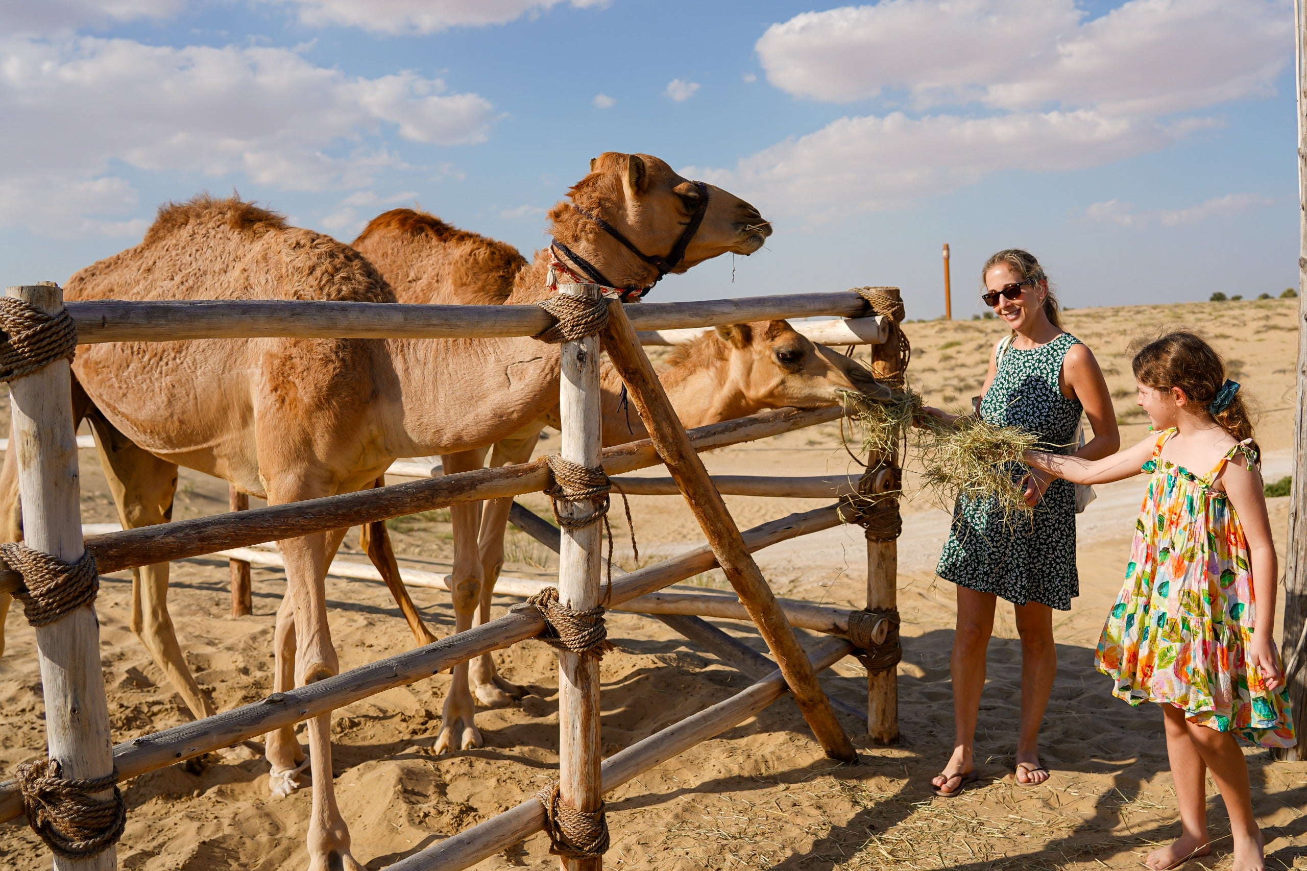 Camel Interaction at King Desert Safari Dubai