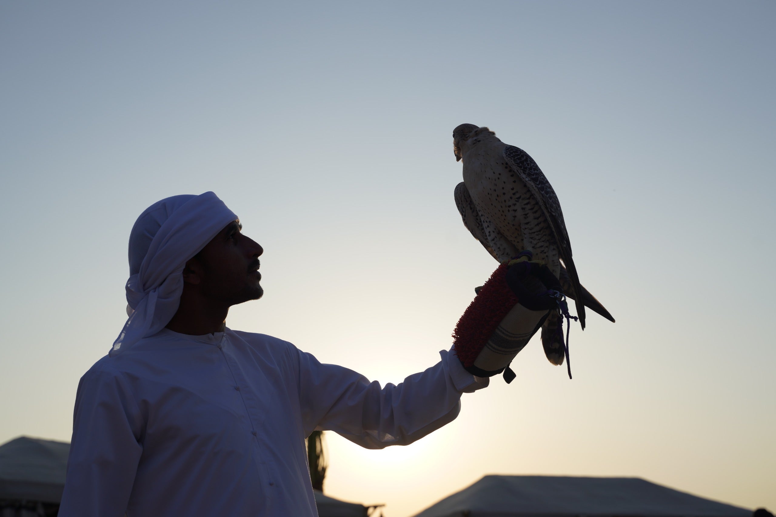 Guest holding a falcon during the King Desert Safari experience in Dubai