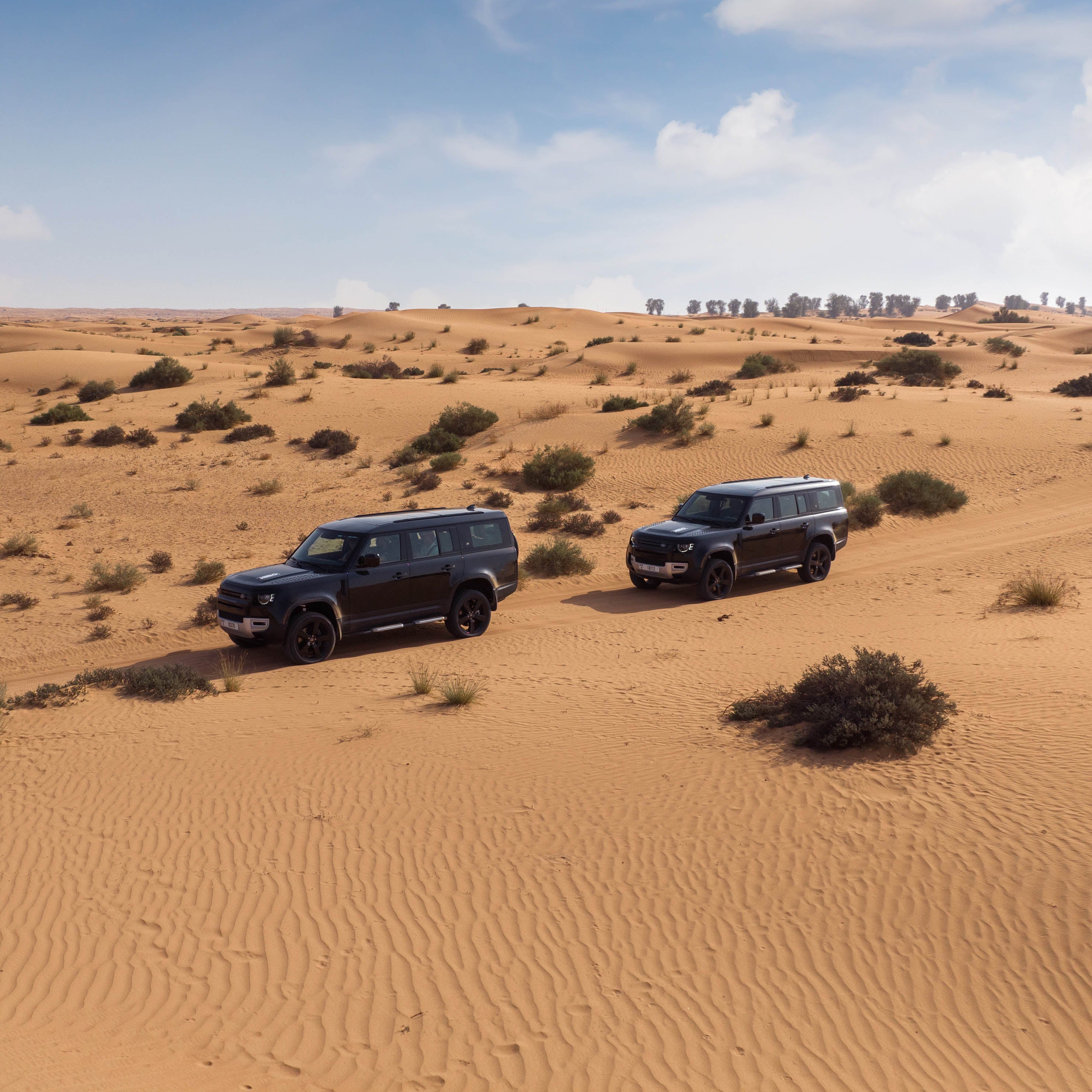 King Falcon Desert Safari
