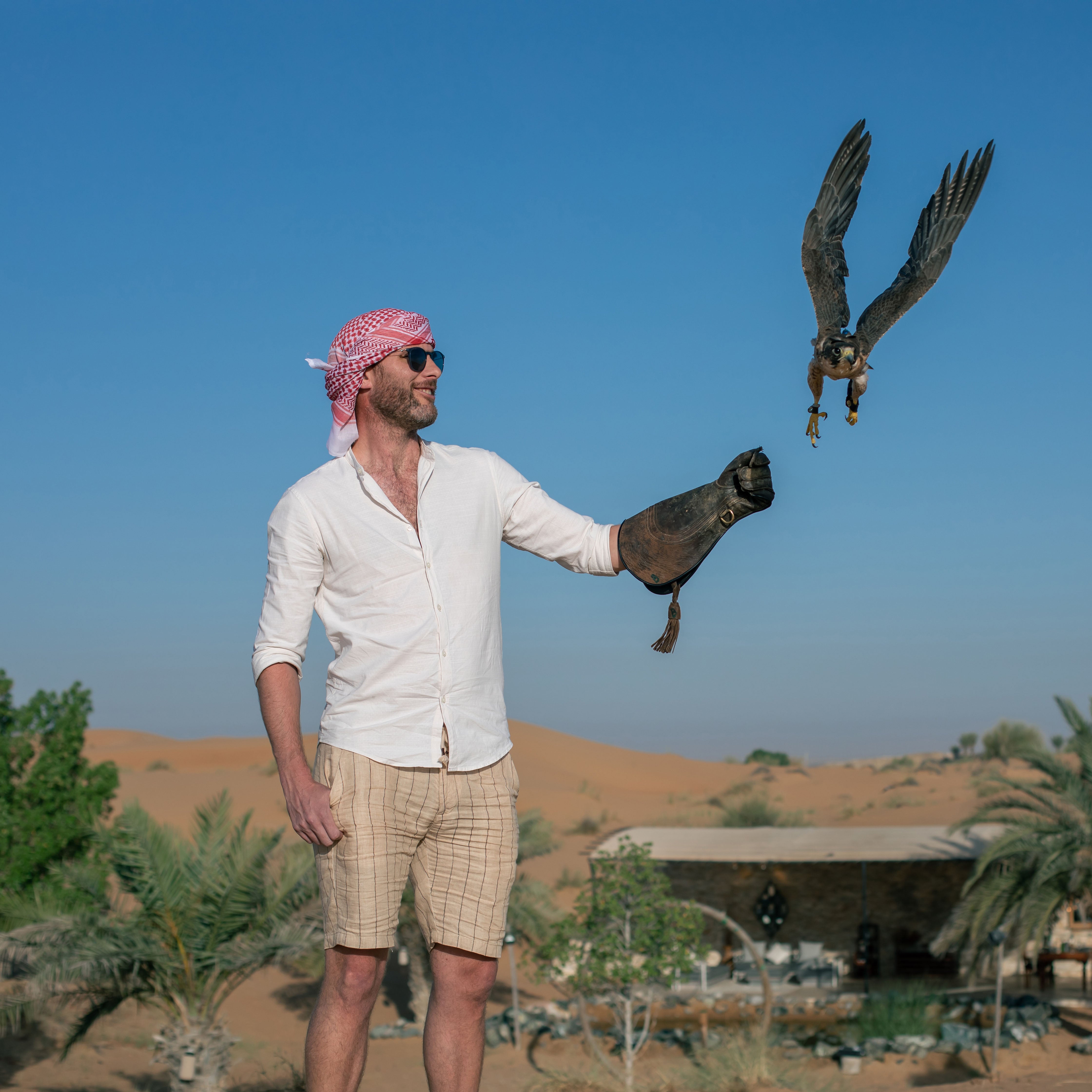 King Falcon Desert Safari