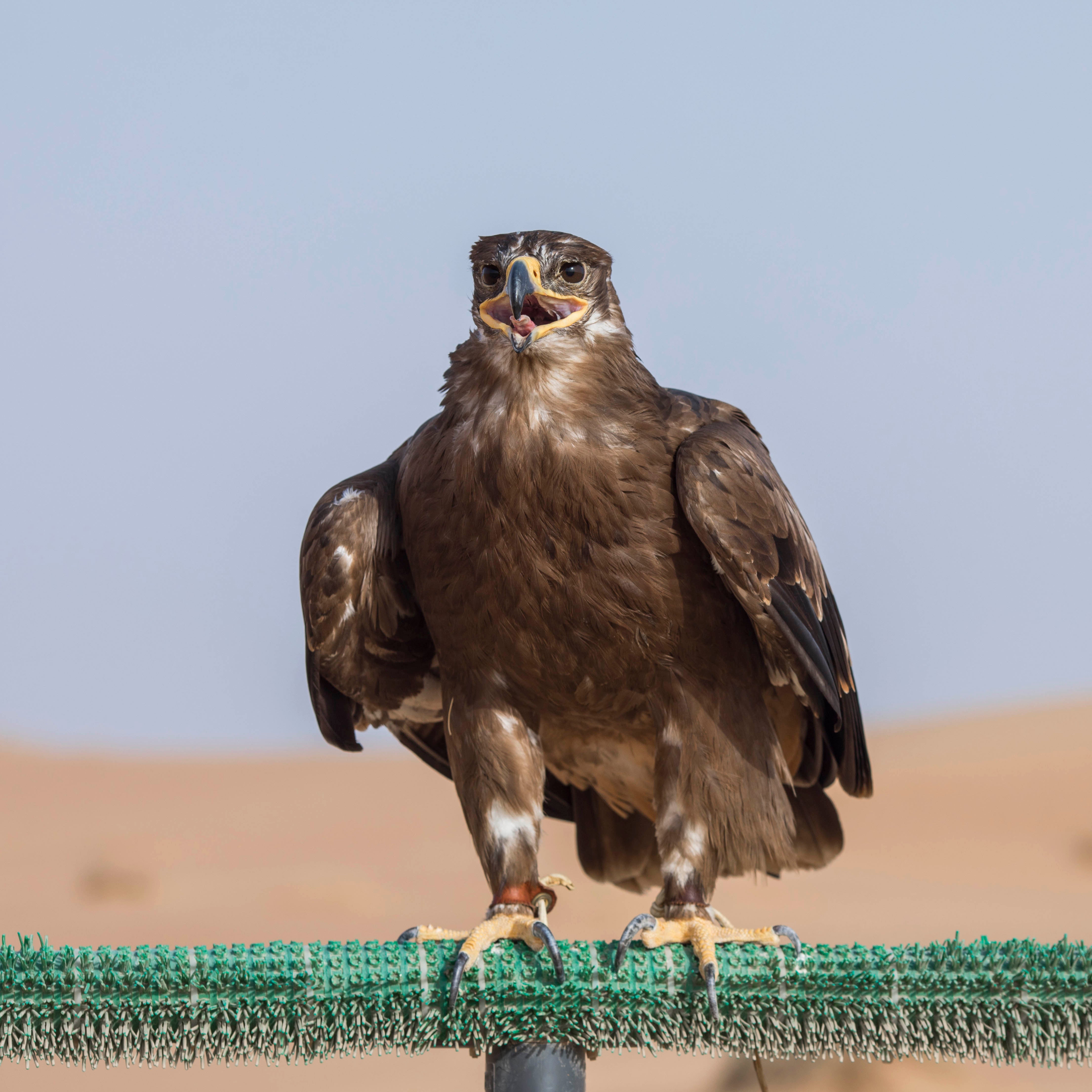 King Falcon Desert Safari