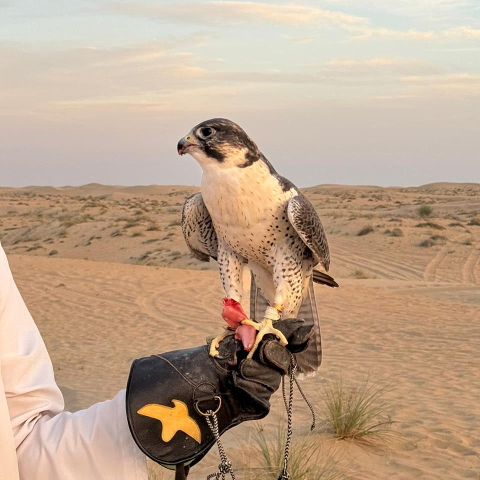 King Desert Safari