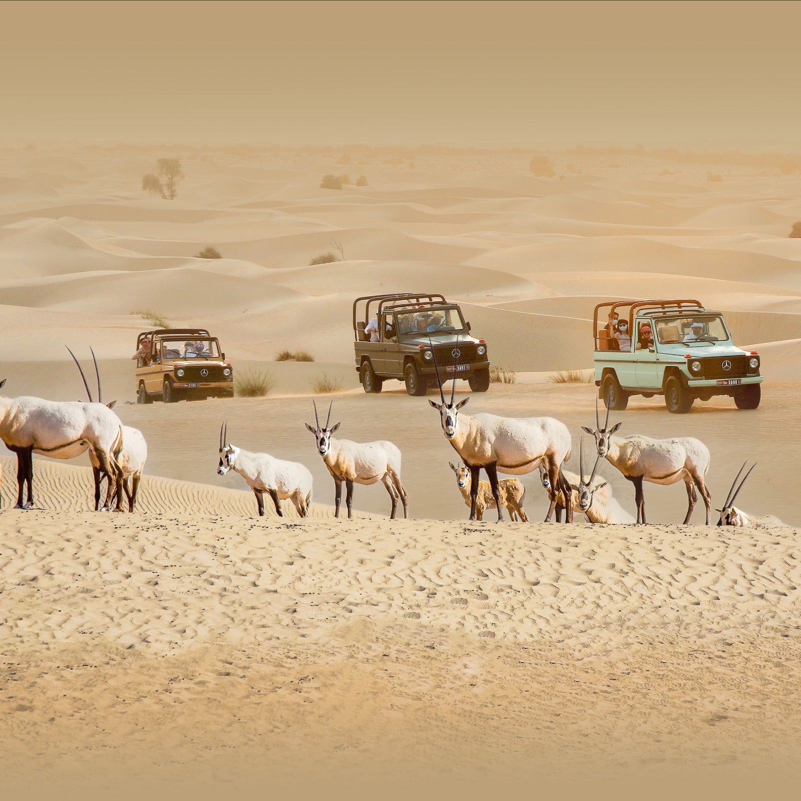 King Desert Safari