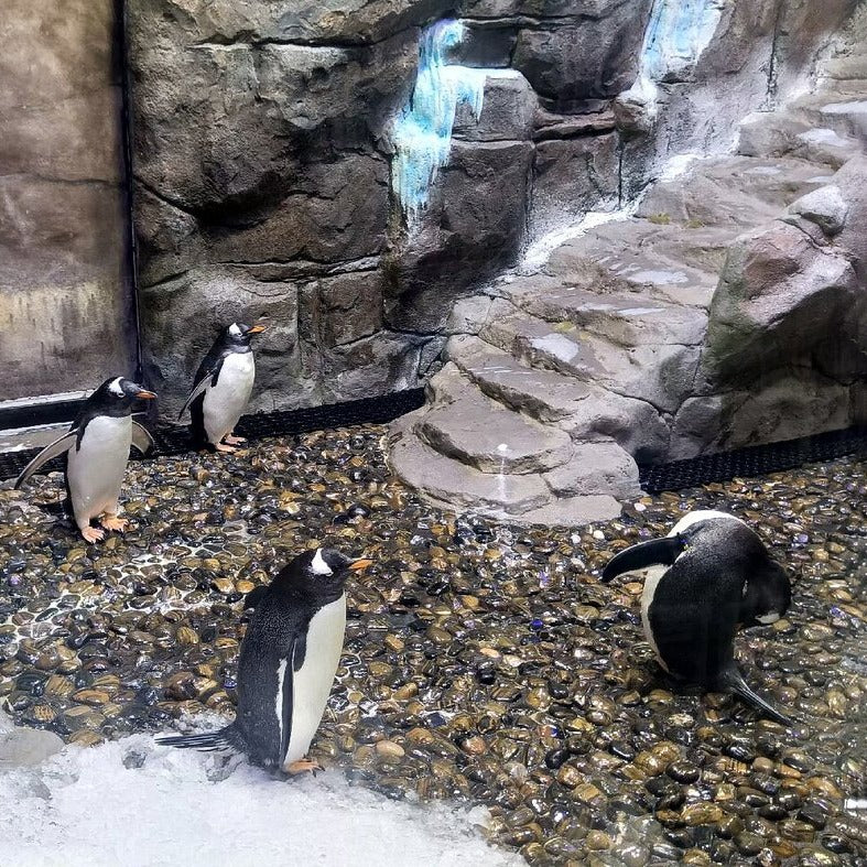 Dubai Aquarium and Underwater Zoo Tickets