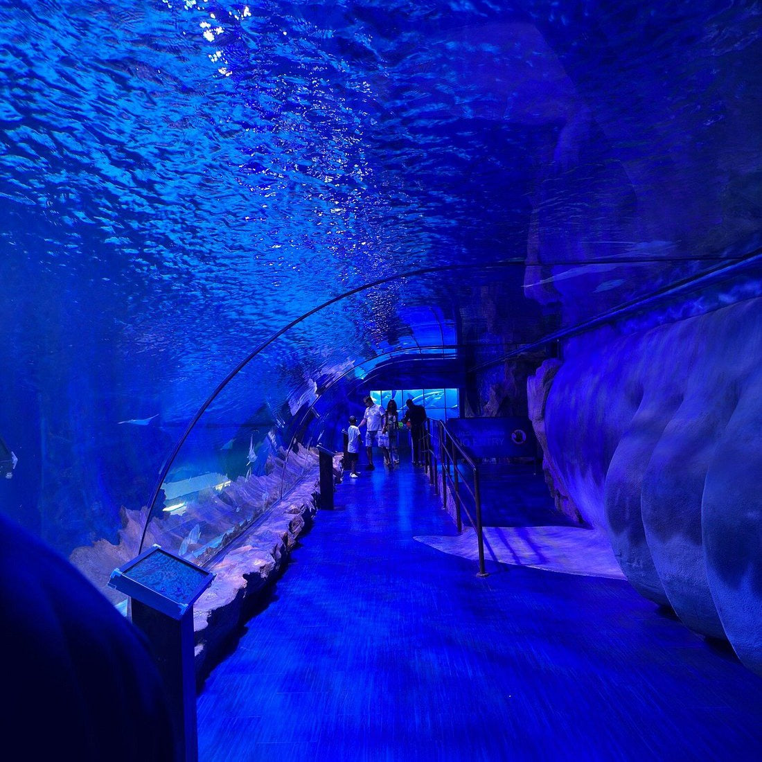 Dubai Aquarium and Underwater Zoo Tickets