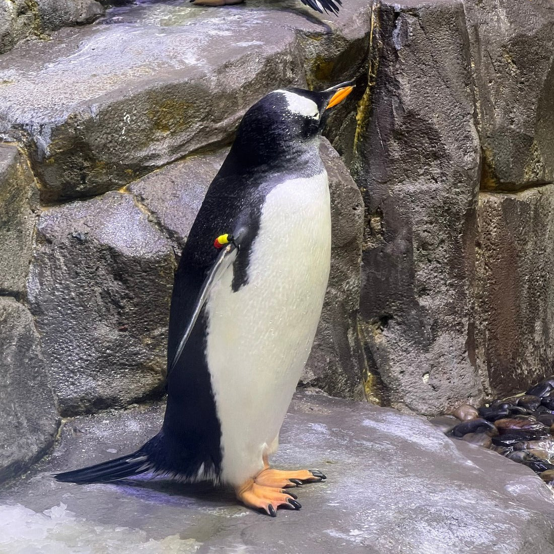 Dubai Aquarium and Underwater Zoo Tickets