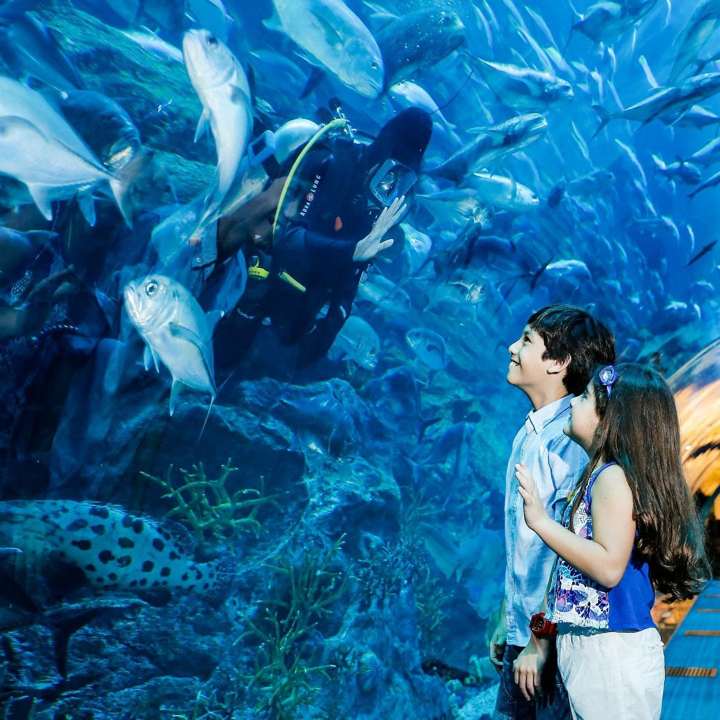 Dubai Aquarium and Underwater Zoo Tickets