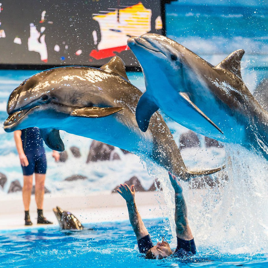 Dubai Dolphinarium Tickets