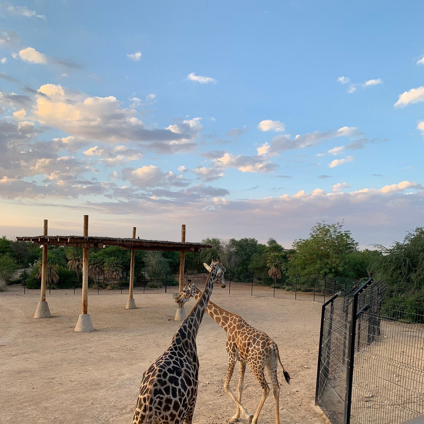 Al Ain Zoo Tickets