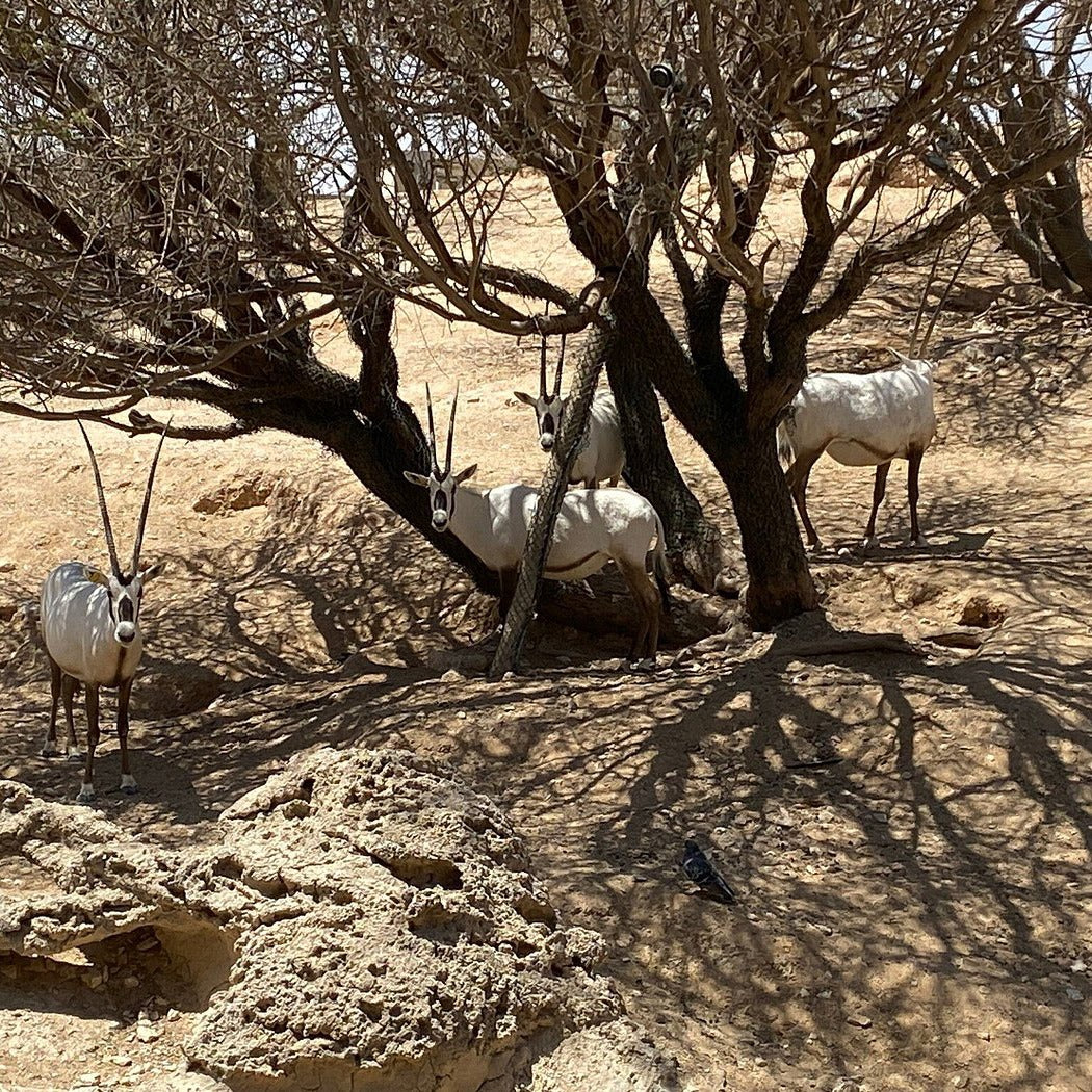 Al Ain Zoo Tickets