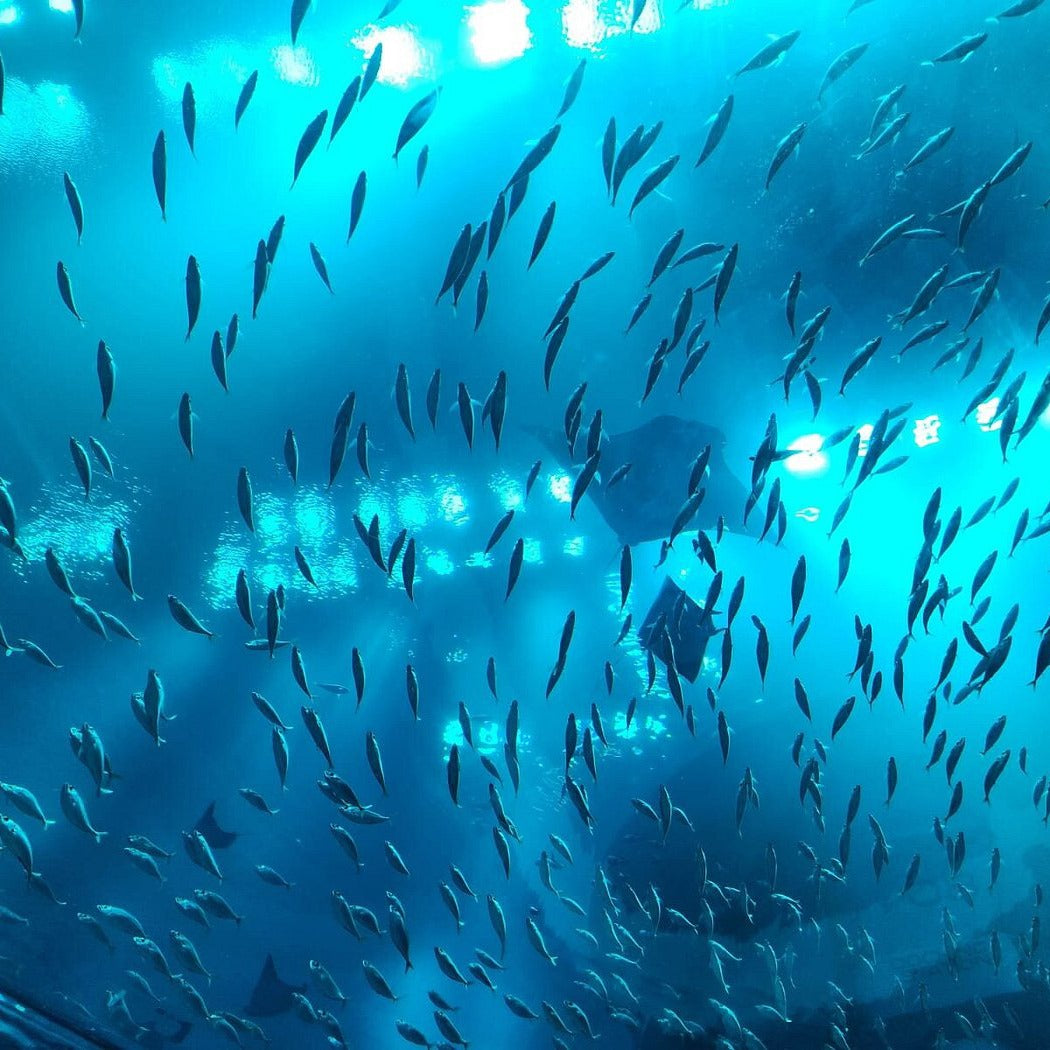SeaWorld Tickets