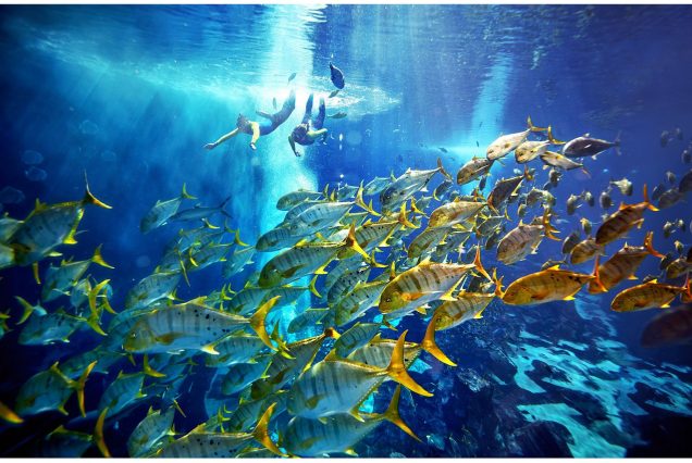 Lost Chambers Aquarium with marine exhibits